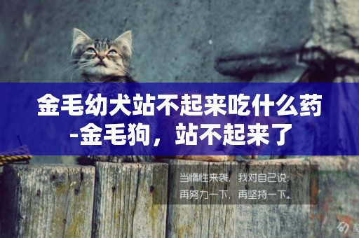 金毛幼犬站不起來吃什么藥-金毛狗，站不起來了