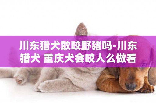 川東獵犬敢咬野豬嗎-川東獵犬 重慶犬會咬人么做看家狗！