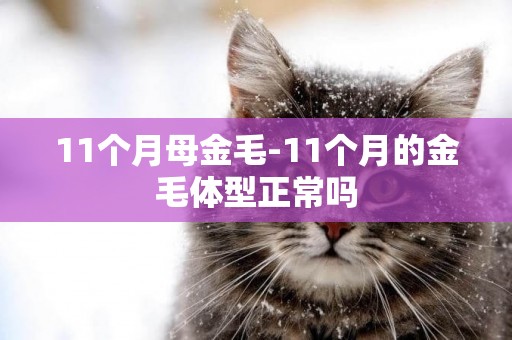 11個月母金毛-11個月的金毛體型正常嗎