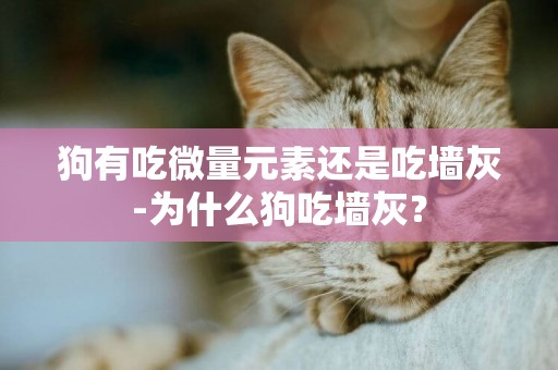 狗有吃微量元素還是吃墻灰-為什么狗吃墻灰？