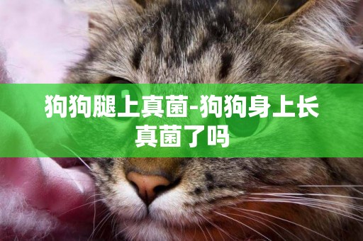狗狗腿上真菌-狗狗身上長真菌了嗎