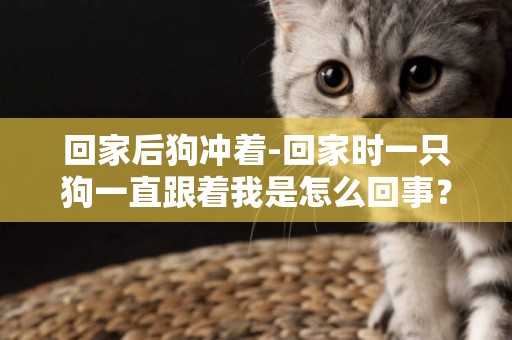 回家后狗沖著-回家時一只狗一直跟著我是怎么回事？
