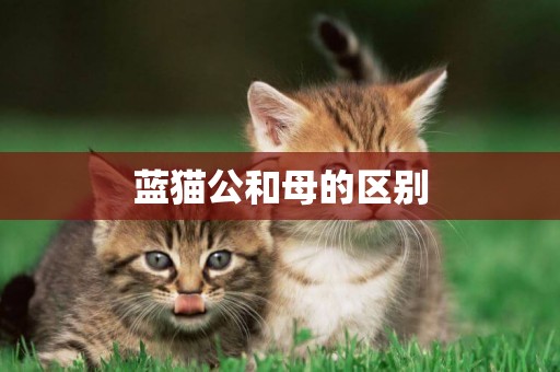 藍貓公和母的區別