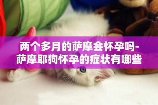 兩個多月的薩摩會懷孕嗎-薩摩耶狗懷孕的癥狀有哪些？
