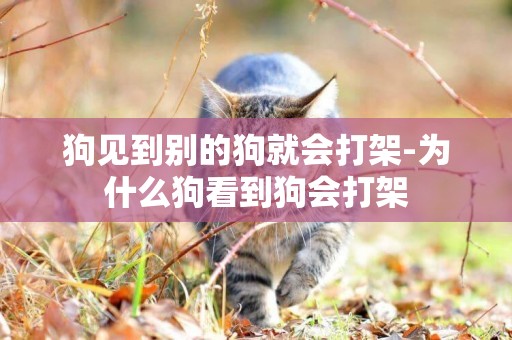 狗見到別的狗就會打架-為什么狗看到狗會打架