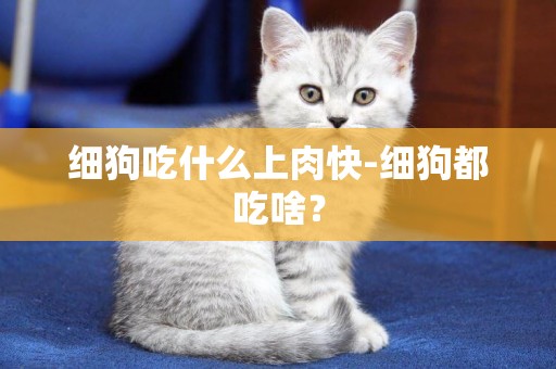細狗吃什么上肉快-細狗都吃啥？