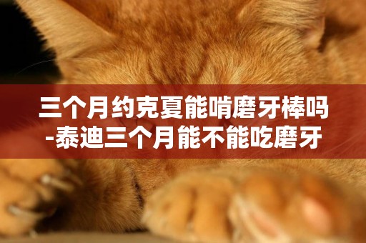 三個月約克夏能啃磨牙棒嗎-泰迪三個月能不能吃磨牙棒