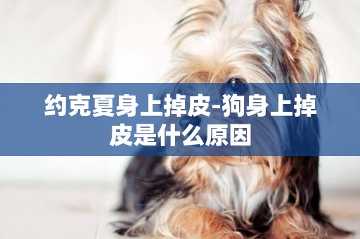 約克夏身上掉皮-狗身上掉皮是什么原因