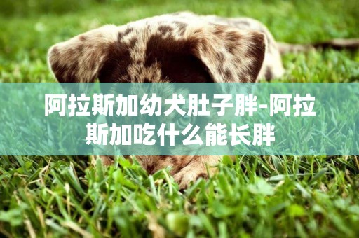 阿拉斯加幼犬肚子胖-阿拉斯加吃什么能長胖