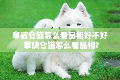 拿破侖貓怎么看品相好不好 拿破侖貓怎么看品相?
