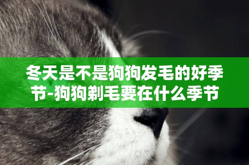 冬天是不是狗狗發毛的好季節-狗狗剃毛要在什么季節好