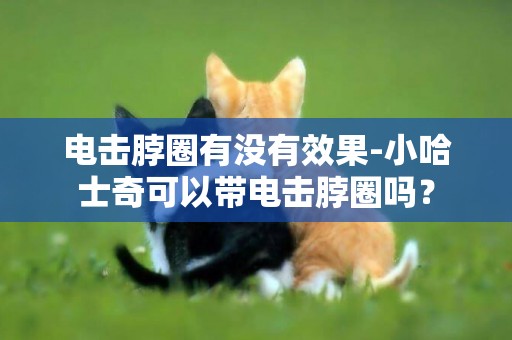 電擊脖圈有沒有效果-小哈士奇可以帶電擊脖圈嗎？