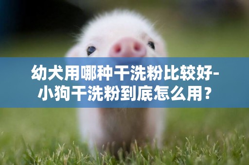 幼犬用哪種干洗粉比較好-小狗干洗粉到底怎么用？