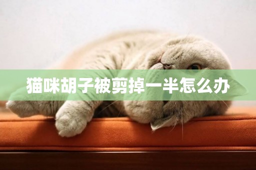 貓咪胡子被剪掉一半怎么辦