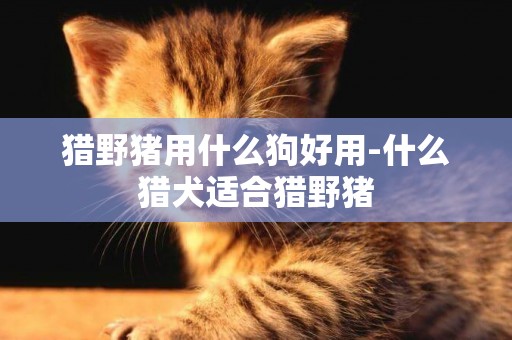 獵野豬用什么狗好用-什么獵犬適合獵野豬