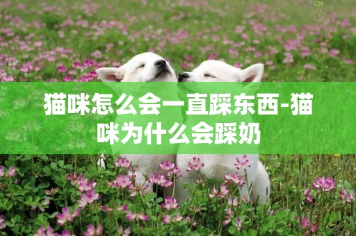 貓咪怎么會一直踩東西-貓咪為什么會踩奶