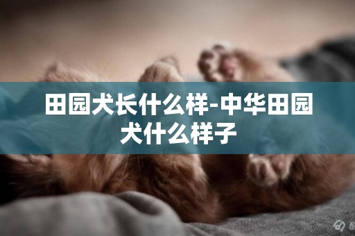 田園犬長什么樣-中華田園犬什么樣子