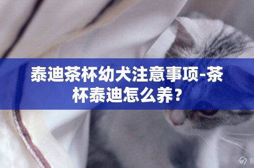 泰迪茶杯幼犬注意事項-茶杯泰迪怎么養？