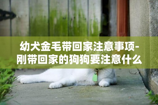 幼犬金毛帶回家注意事項-剛帶回家的狗狗要注意什么
