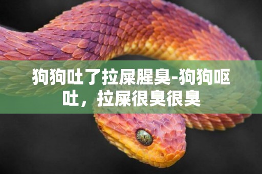 狗狗吐了拉屎腥臭-狗狗嘔吐，拉屎很臭很臭