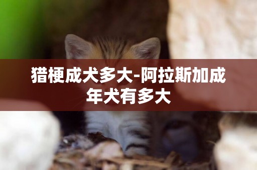 獵梗成犬多大-阿拉斯加成年犬有多大