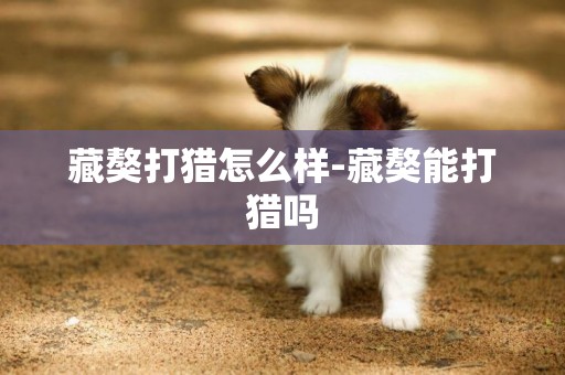 藏獒打獵怎么樣-藏獒能打獵嗎