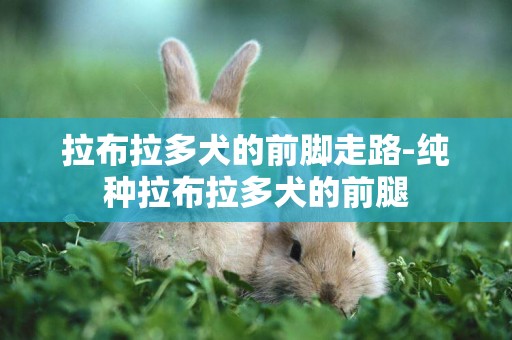 拉布拉多犬的前腳走路-純種拉布拉多犬的前腿