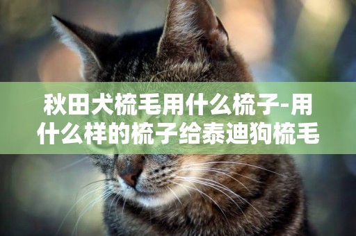 秋田犬梳毛用什么梳子-用什么樣的梳子給泰迪狗梳毛？