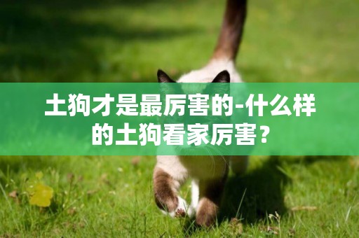土狗才是最厲害的-什么樣的土狗看家厲害？