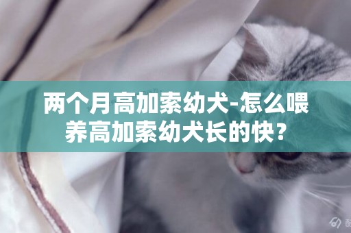兩個月高加索幼犬-怎么喂養高加索幼犬長的快？