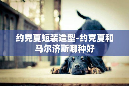 約克夏短裝造型-約克夏和馬爾濟斯哪種好