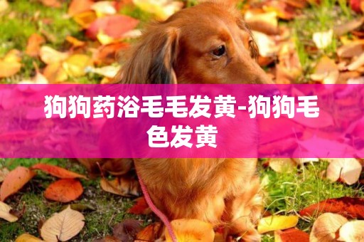 狗狗藥浴毛毛發黃-狗狗毛色發黃