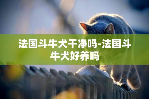 法國斗牛犬干凈嗎-法國斗牛犬好養嗎