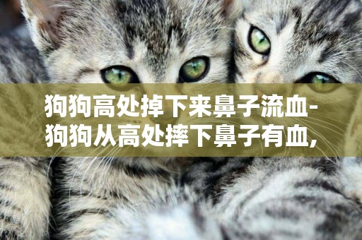 狗狗高處掉下來鼻子流血-狗狗從高處摔下鼻子有血,一直流鼻涕