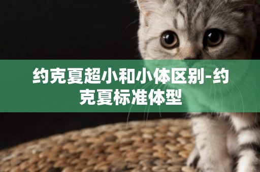 約克夏超小和小體區別-約克夏標準體型