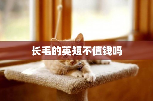 長毛的英短不值錢嗎