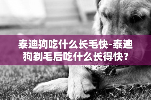 泰迪狗吃什么長毛快-泰迪狗剃毛后吃什么長得快？
