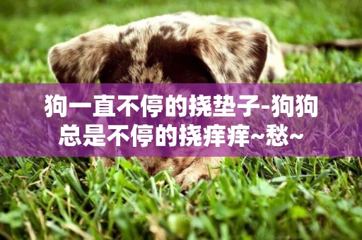 狗一直不停的撓墊子-狗狗總是不停的撓癢癢~愁~
