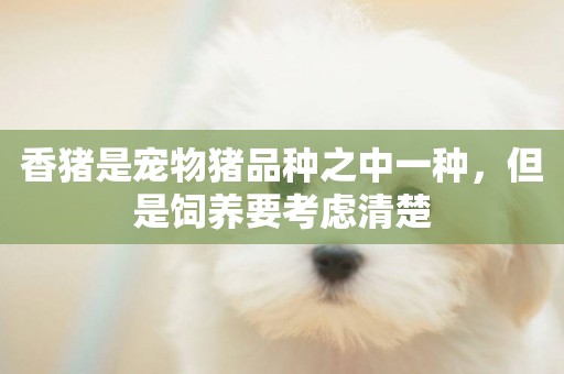 香豬是寵物豬品種之中一種，但是飼養要考慮清楚