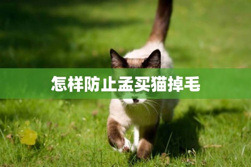 怎樣防止孟買貓掉毛