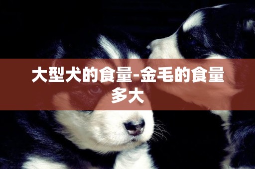 大型犬的食量-金毛的食量多大