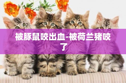 被豚鼠咬出血-被荷蘭豬咬了