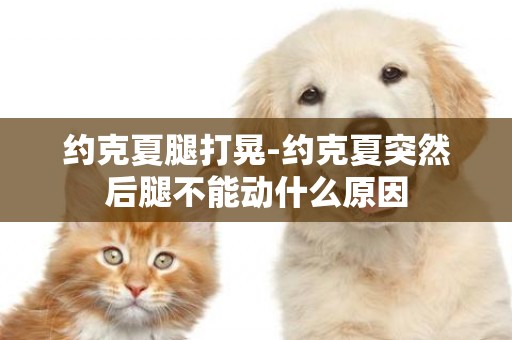 約克夏腿打晃-約克夏突然后腿不能動什么原因
