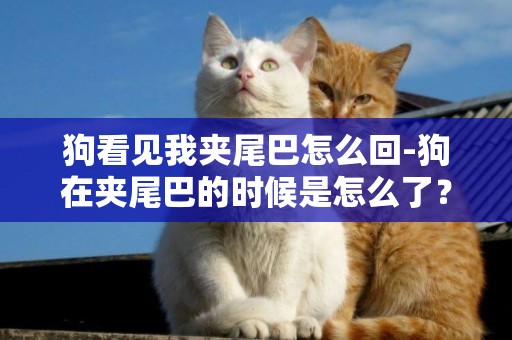 狗看見我夾尾巴怎么回-狗在夾尾巴的時候是怎么了？