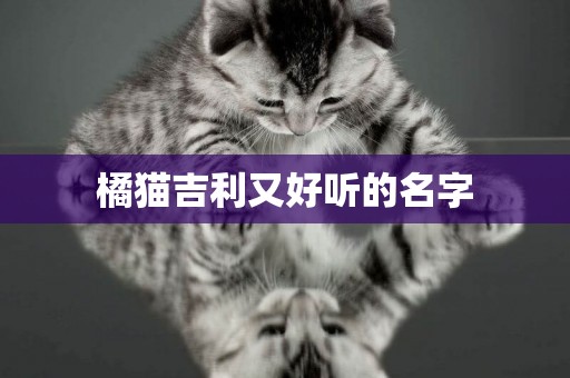 橘貓吉利又好聽的名字