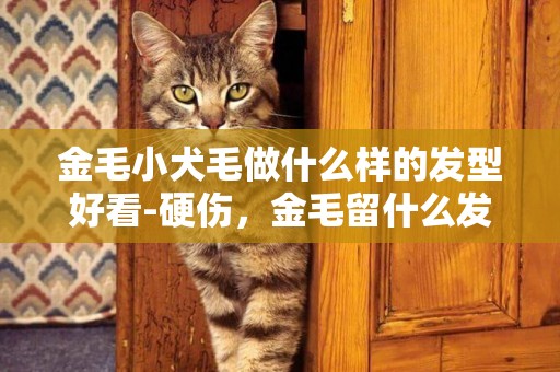 金毛小犬毛做什么樣的發型好看-硬傷，金毛留什么發型