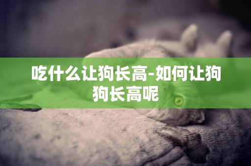 吃什么讓狗長高-如何讓狗狗長高呢