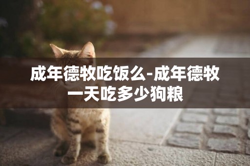 成年德牧吃飯么-成年德牧一天吃多少狗糧