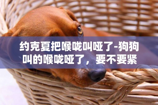 約克夏把喉嚨叫啞了-狗狗叫的喉嚨啞了，要不要緊