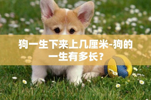 狗一生下來上幾厘米-狗的一生有多長？